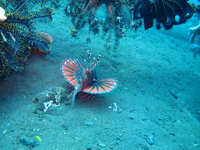 Batu Kelebit