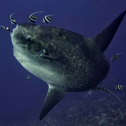 Blue Corner mola mola