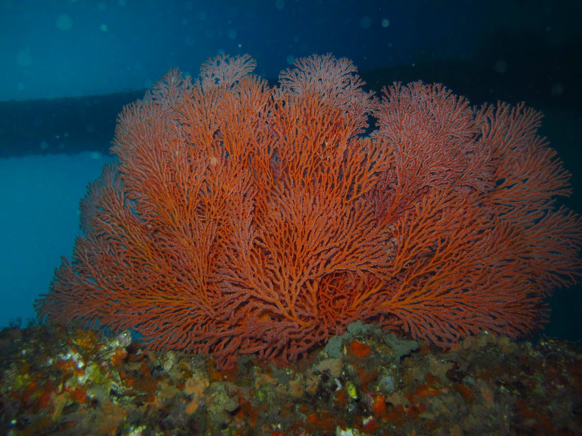 Bridge corail