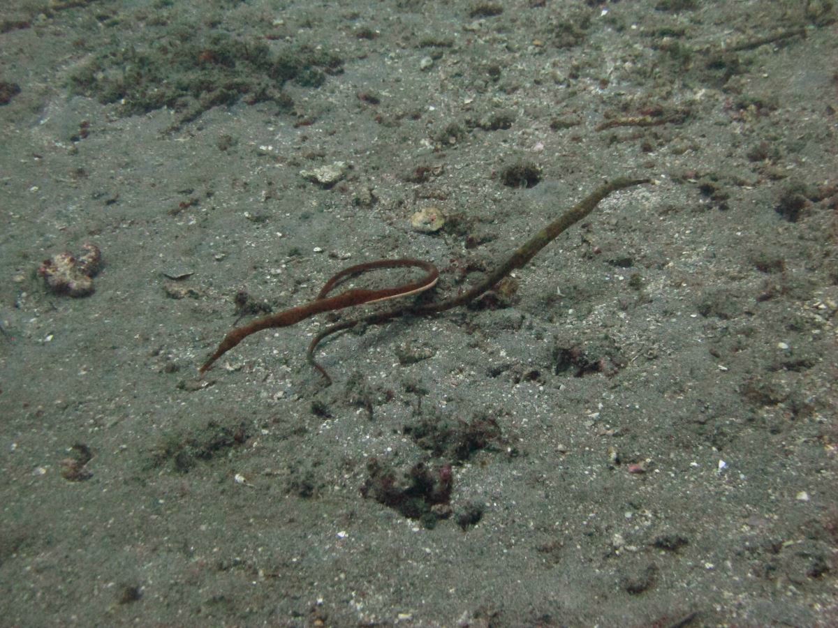 Bridge sea horse