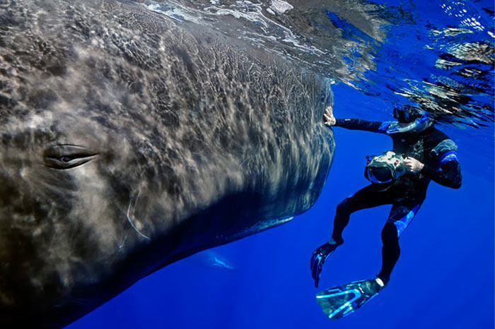 Buyuk whale shark