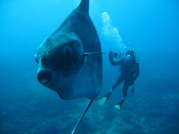 Crystal Bay bali mola-mola
