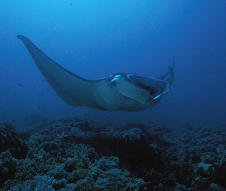 Crystal Bay bali ray manta