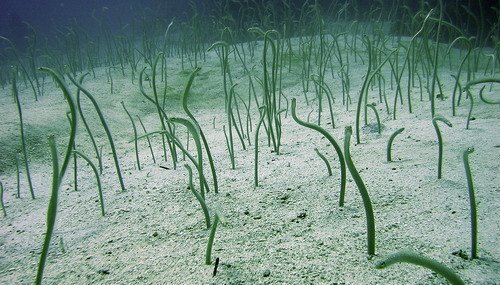 Eel Garden Eel Garden
