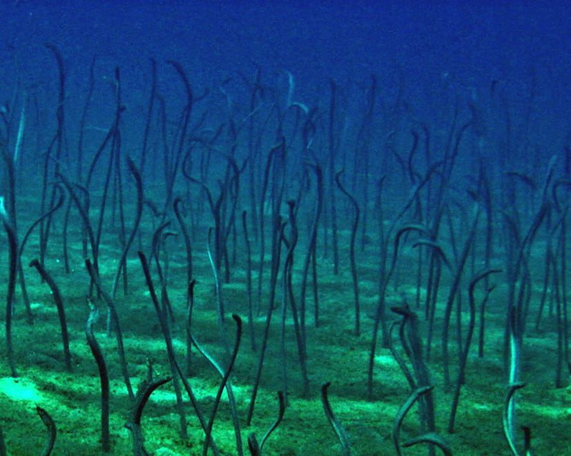 Eel Garden Eel Garden