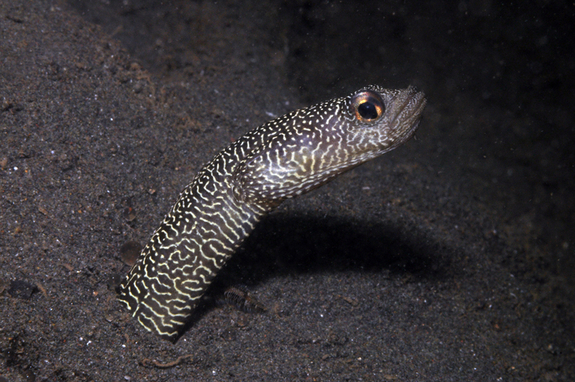 Eel Garden Eel Garden