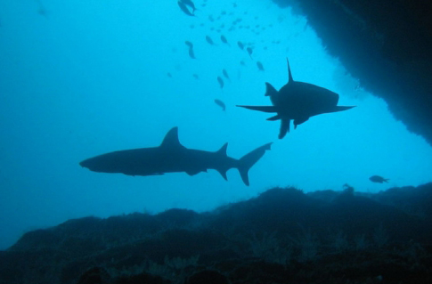 Gili Biaha sharck