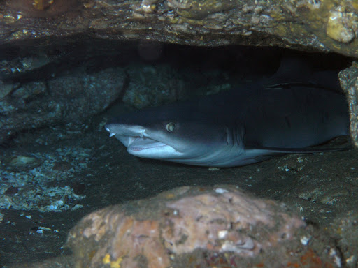 Gili Biaha shark in the cave