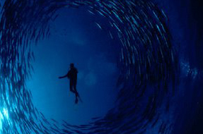 Gili Biaha swirl of fish