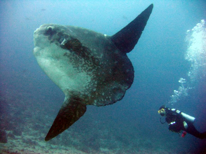 Gili Mimpang mola mola Gili Mimpang mola mola