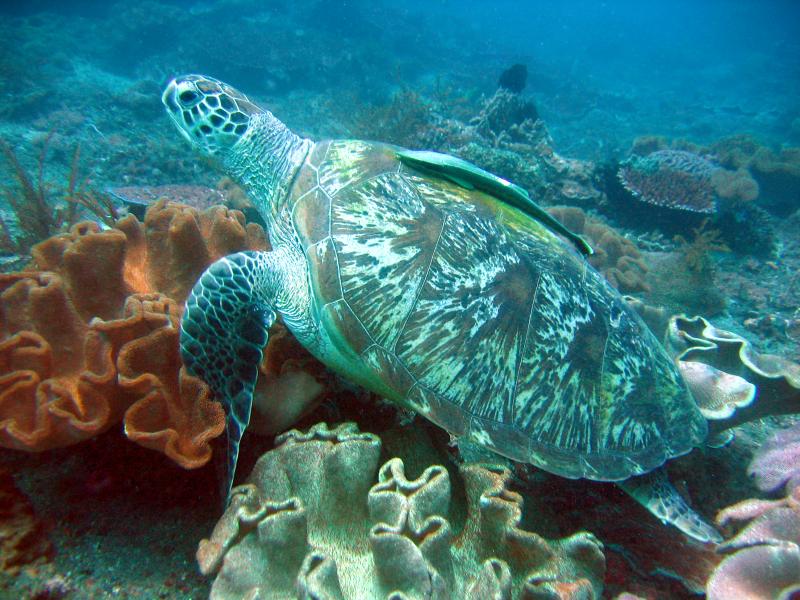 Gili Mimpang tortue Gili Mimpang tortue