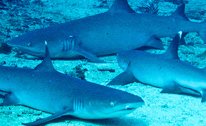 Gili Mimpang requin Gili Mimpang requin