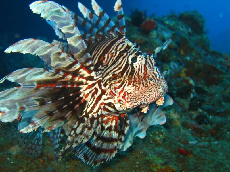 Gili Mimpang poisson lion Gili Mimpang poisson lion