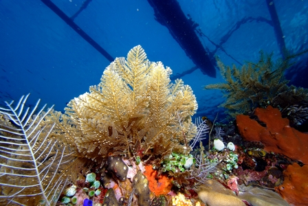 Lipah Baie