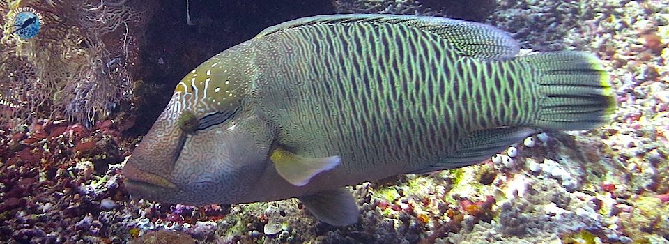 Lipah Baie