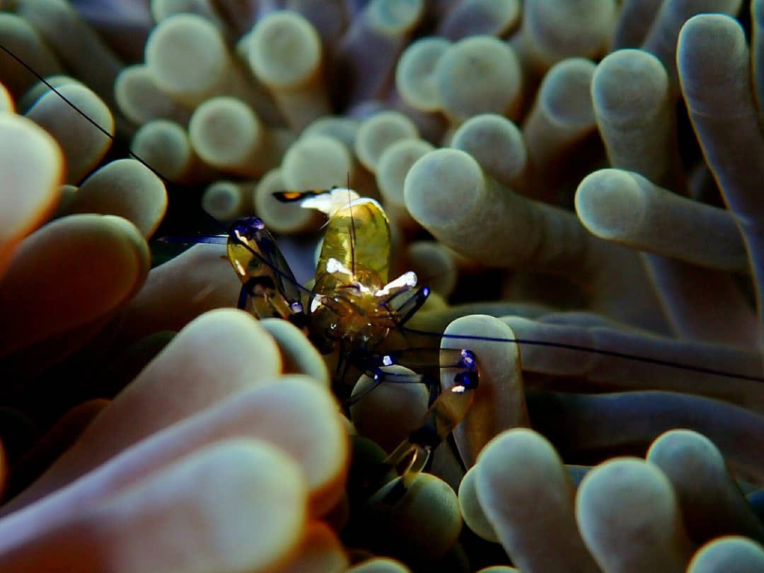 gilimanuk dive sites