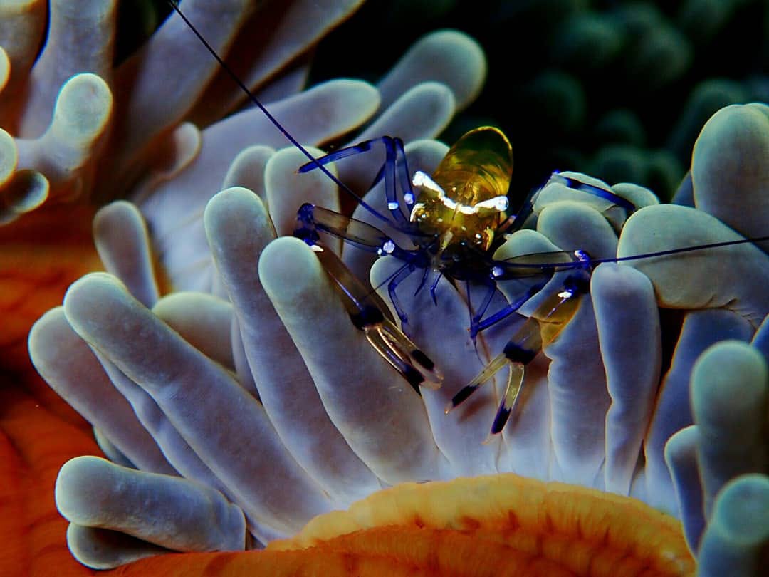 gilimanuk dive sites