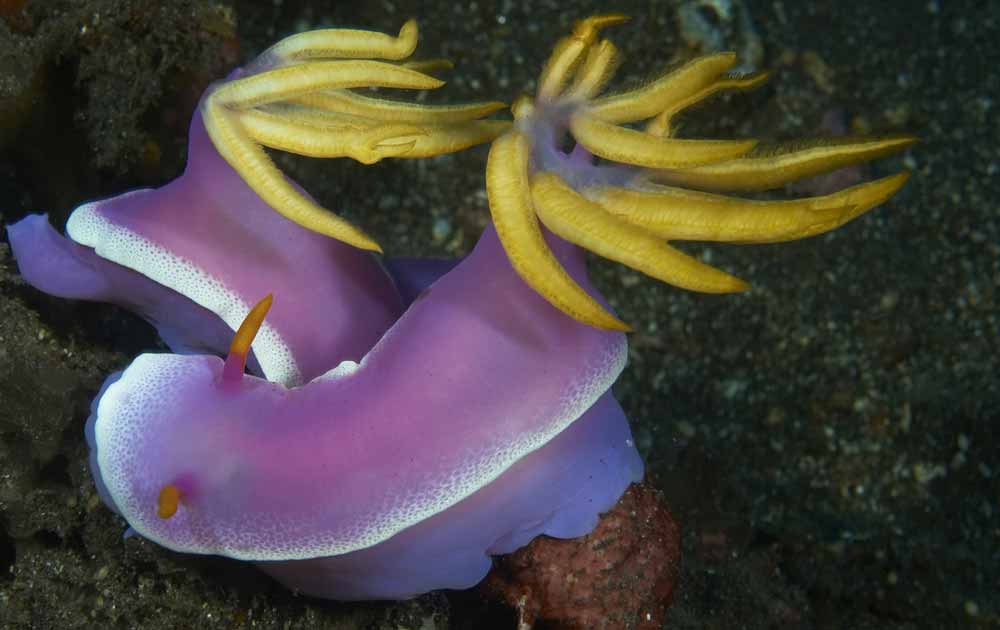Mandarin point nudibranche