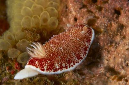 Mandarin point nudibranche