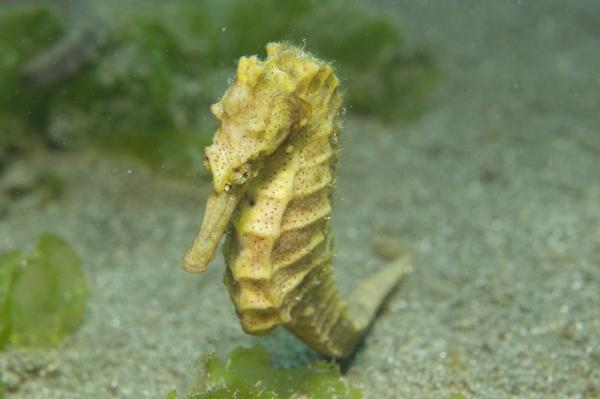 Mangrove sea horse