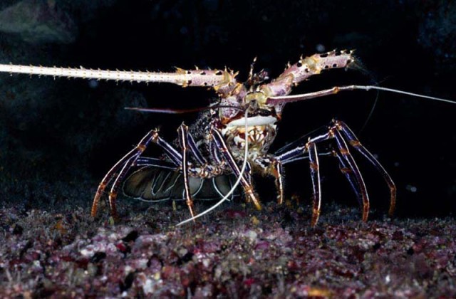 Mangrove shrimp