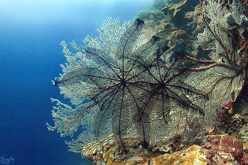 Mangrove gorgone