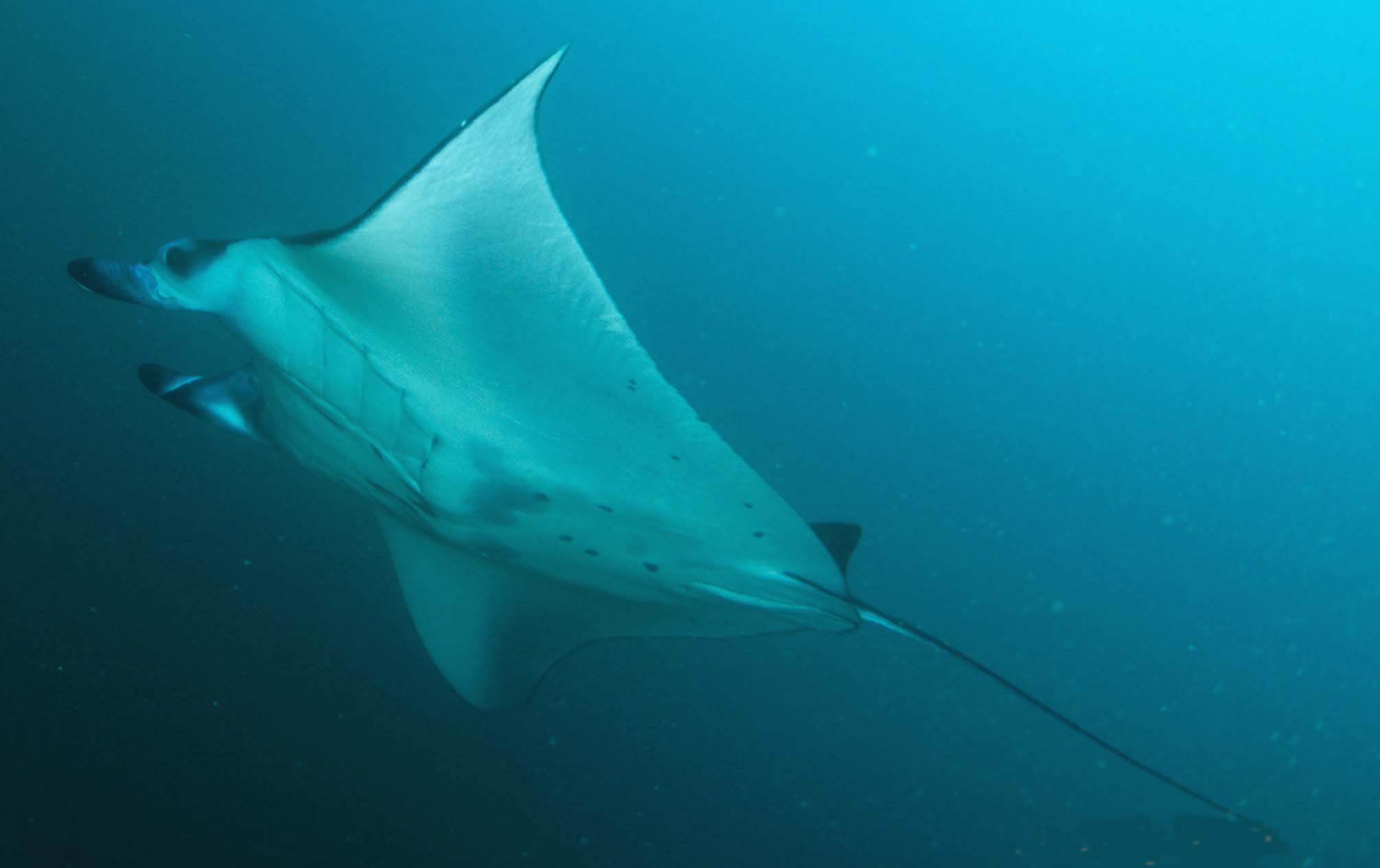 Manta Point bali ray manta Manta Point bali ray manta