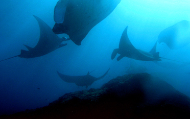 Manta Point bali ray manta Manta Point bali ray manta