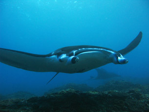 Manta Point bali ray manta Manta Point bali ray manta