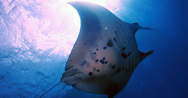 Manta Point bali ray manta Manta Point bali ray manta