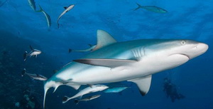 POS 2  bali sharck