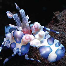 Pura Mas Ganding bali nudibranch