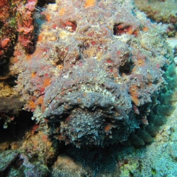 Pura Mas Ganding bali stonefish