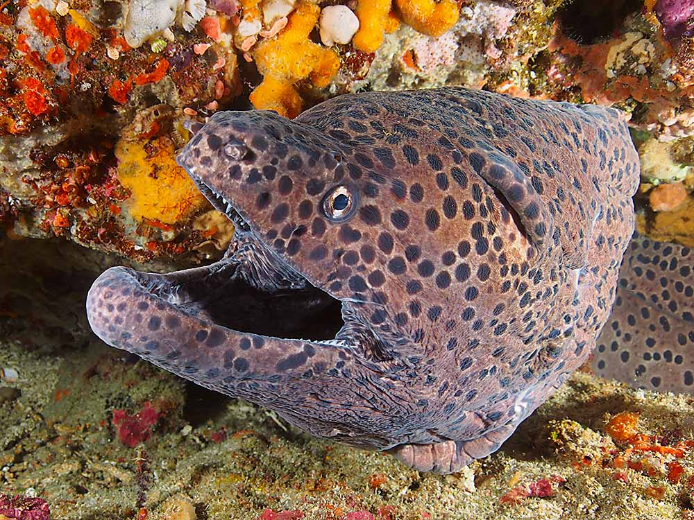 Pura PED bali moray eel
