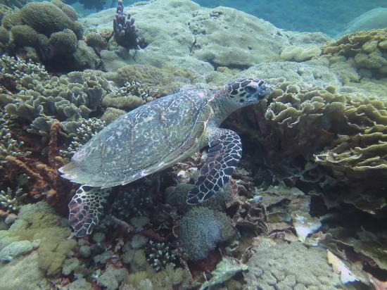 Pura PED bali turtle