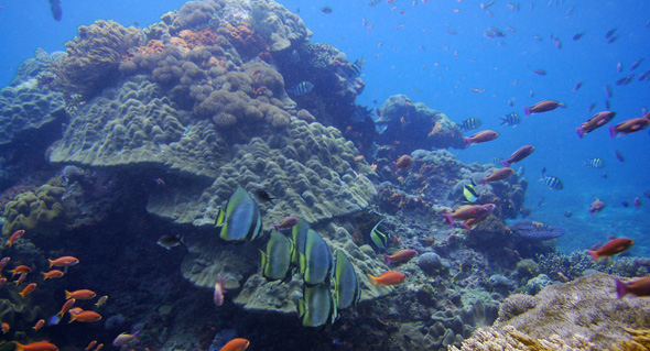 Pura PED bali