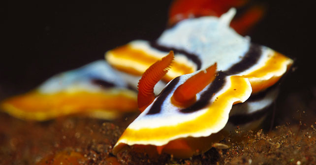 Puri Jati bali nudibranche Puri Jati bali nudibranche