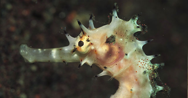 Puri Jati bali seahorse Puri Jati bali seahorse