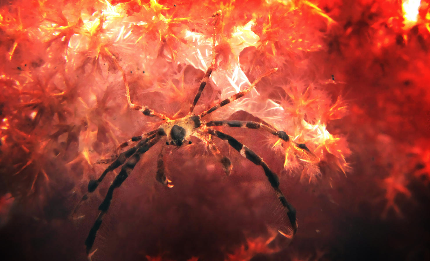 Puri Jati bali spider Puri Jati bali spider