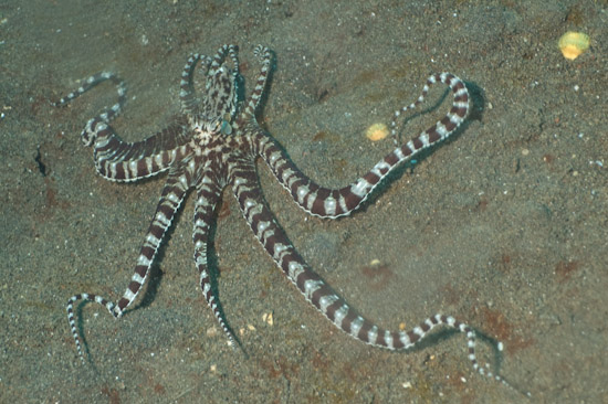 Puri Jati bali starfish Puri Jati bali starfish