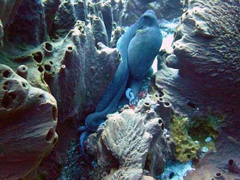 Mangrove Point (Nusa Lembongan) & S.D.Point (Nusa Penida) 