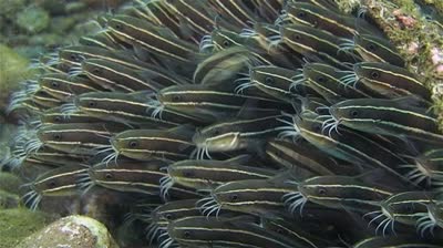 Mangrove Point (Nusa Lembongan) & S.D.Point (Nusa Penida)catfish 