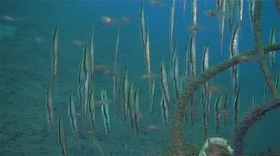 Mangrove Point (Nusa Lembongan) & S.D.Point (Nusa Penida)razor fish 