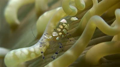 Mangrove Point (Nusa Lembongan) & S.D.Point (Nusa Penida) shrimp 