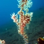 Santal bali sea horse