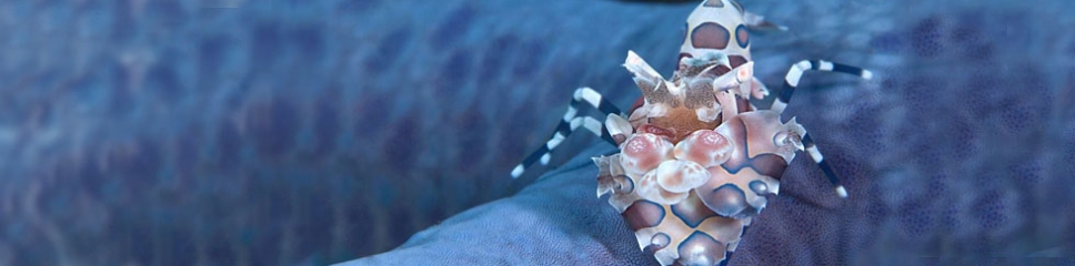 Santal bali shrimp
