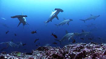 Toyapakeh hammerhead sharks