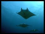 Toyapakeh manta ray