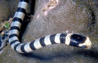 Toyapakeh snake