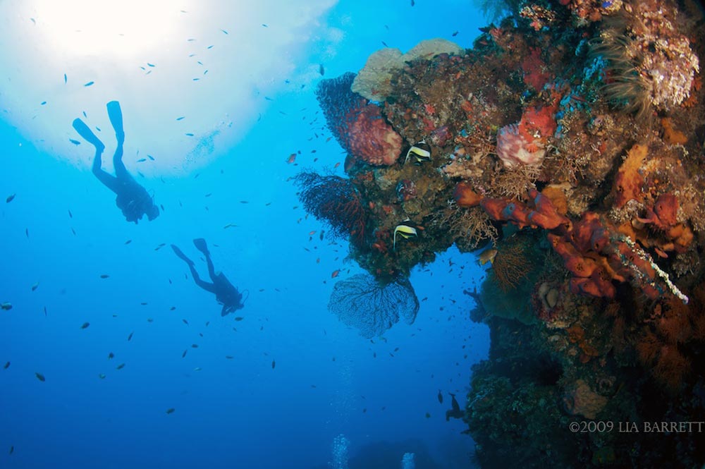 Coral Garden